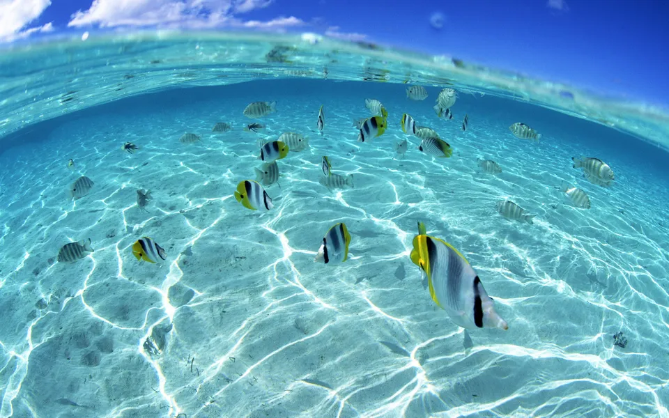 Underwater view of many colorful fish swimming in shallow, clear turquoise water over a sandy bottom.