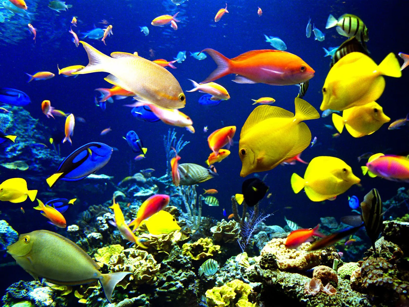 A variety of colorful tropical fish swim amongst coral reefs in a bright blue aquarium.