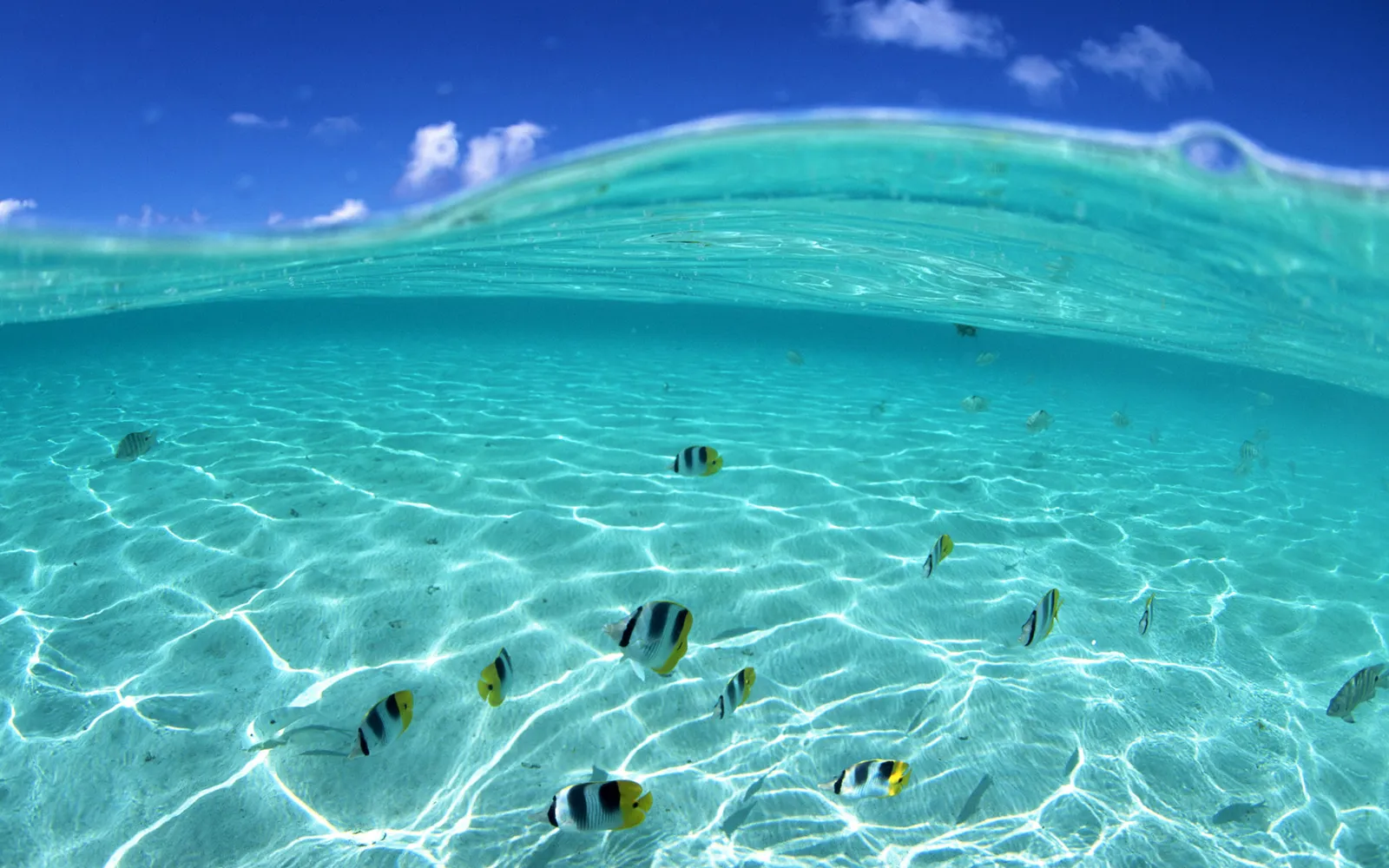 A school of colorful tropical fish swim in clear turquoise water with sunlight filtering through.