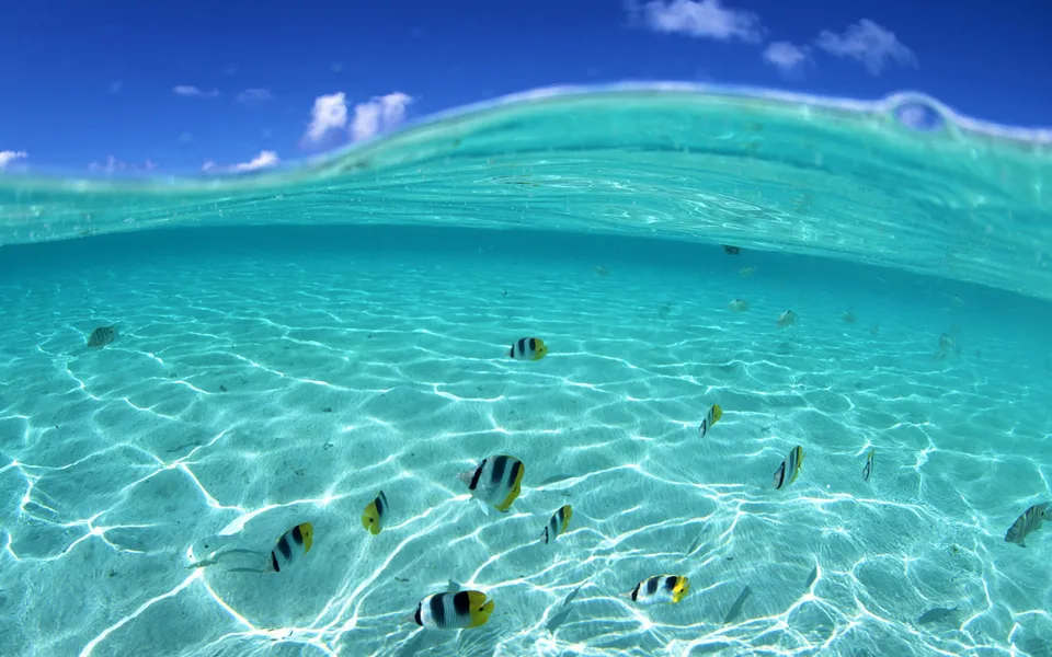 A school of colorful tropical fish swim in clear turquoise water with sunlight filtering through.