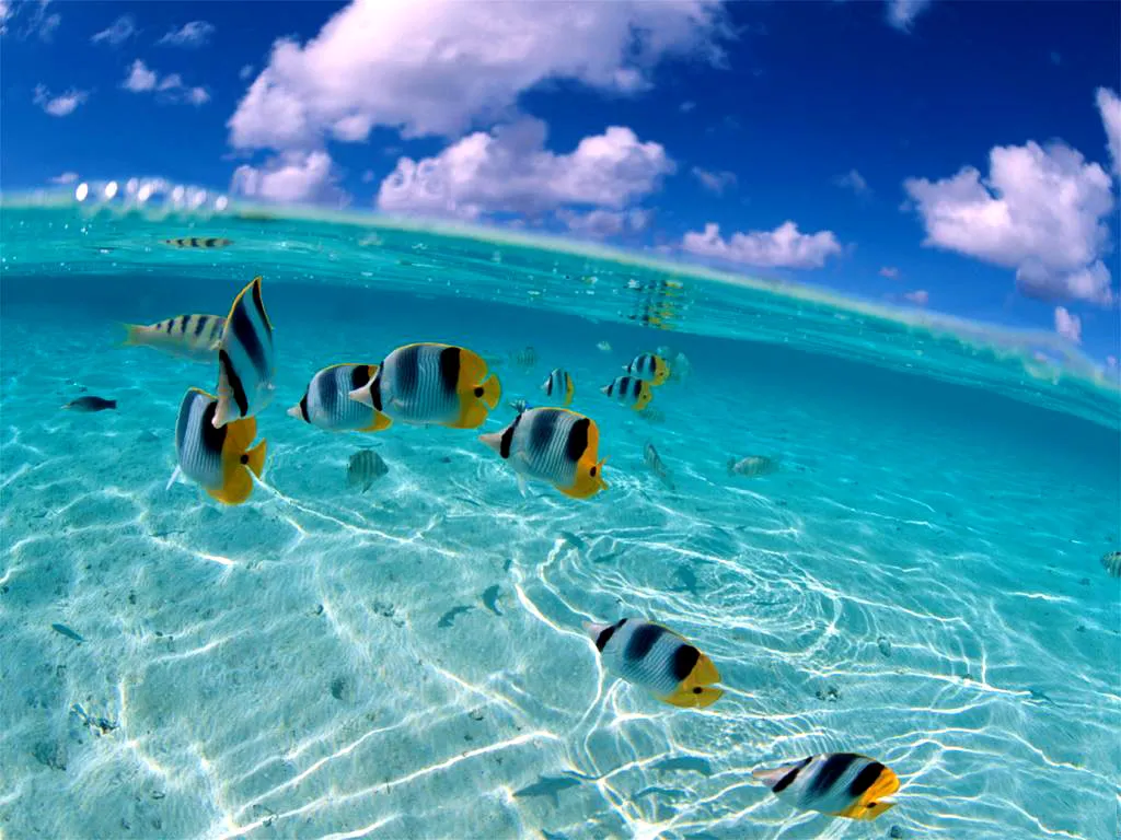 A school of butterflyfish swim in clear turquoise water over a sandy seabed, with clouds visible in the sky above.