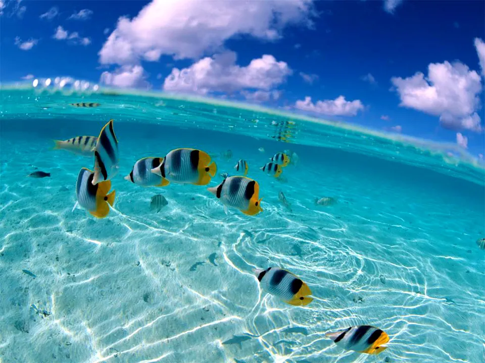 A school of butterflyfish swim in clear turquoise water over a sandy seabed, with clouds visible in the sky above.