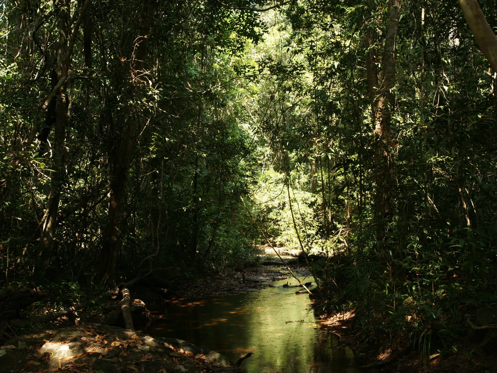 A narrow stream flows through a dense, sun-dappled tropical forest with lush green foliage.