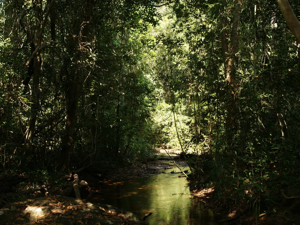 A narrow stream flows through a dense, sun-dappled tropical forest with lush green foliage.