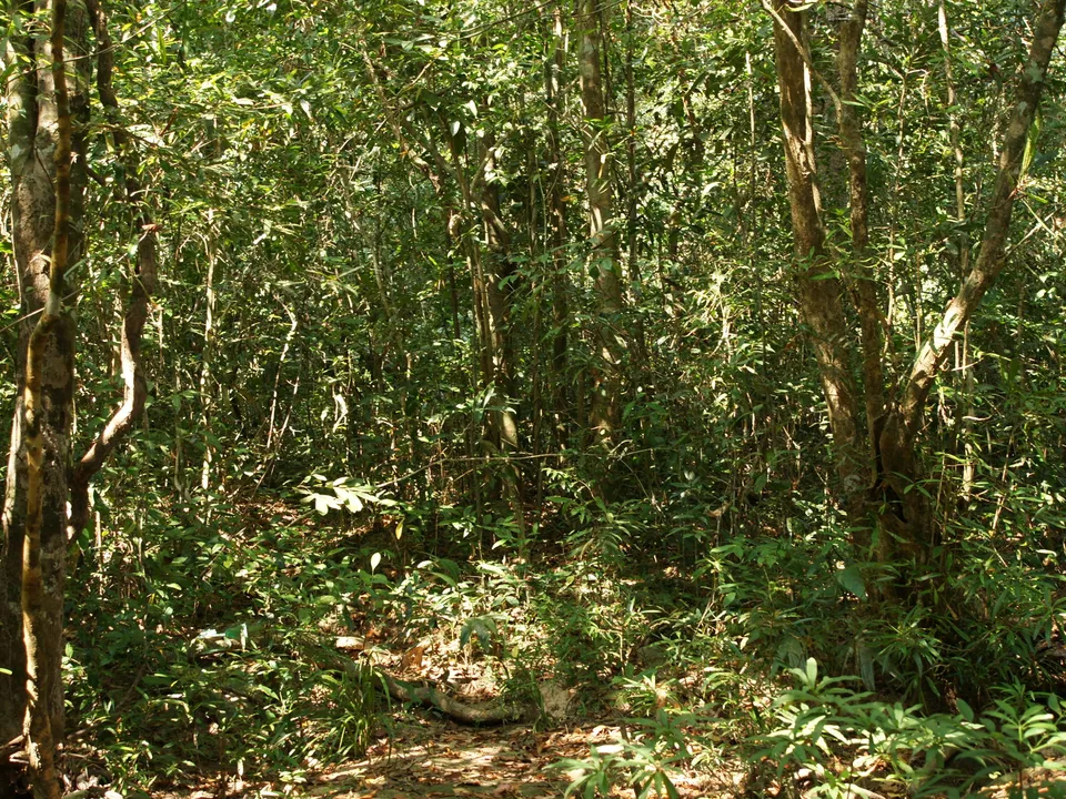 Sunlight streams through the dense foliage of a tropical forest, illuminating the undergrowth.