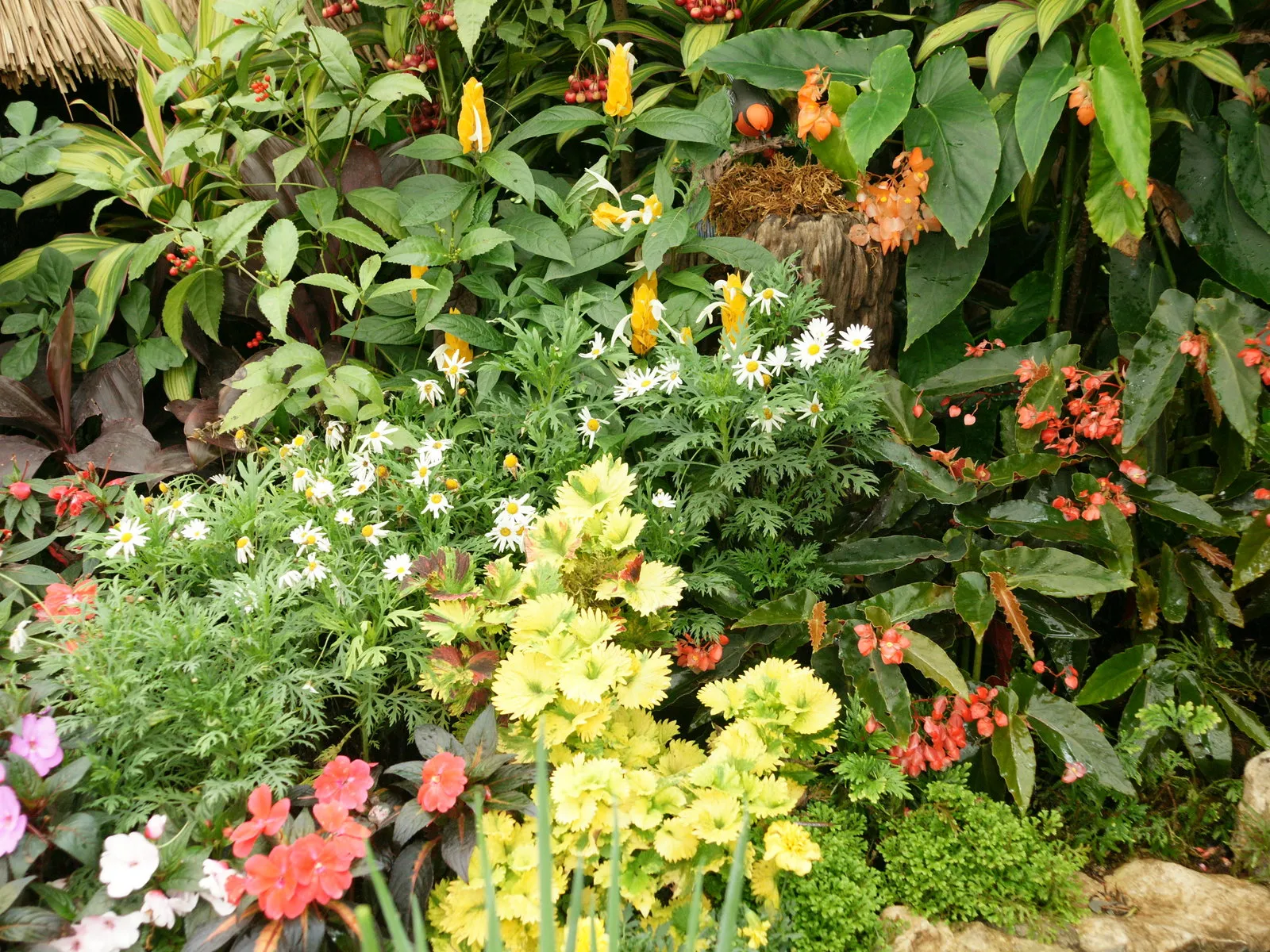 A vibrant and diverse collection of tropical plants with lush green leaves and colorful blooms.