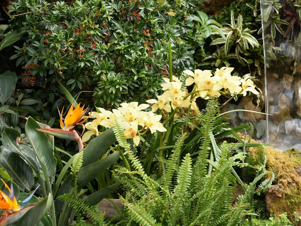 A close-up view of a lush tropical garden featuring a Bird of Paradise flower, yellow orchids, ferns, and a small waterfall.
