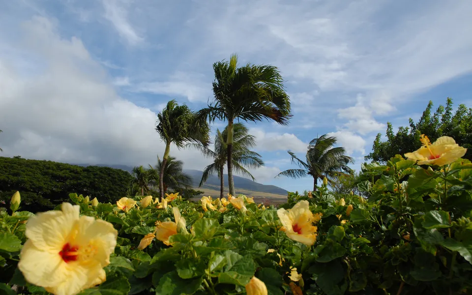 Close-up of yellow hibiscus flowers in the foreground with palm trees and a cloudy sky in the background.