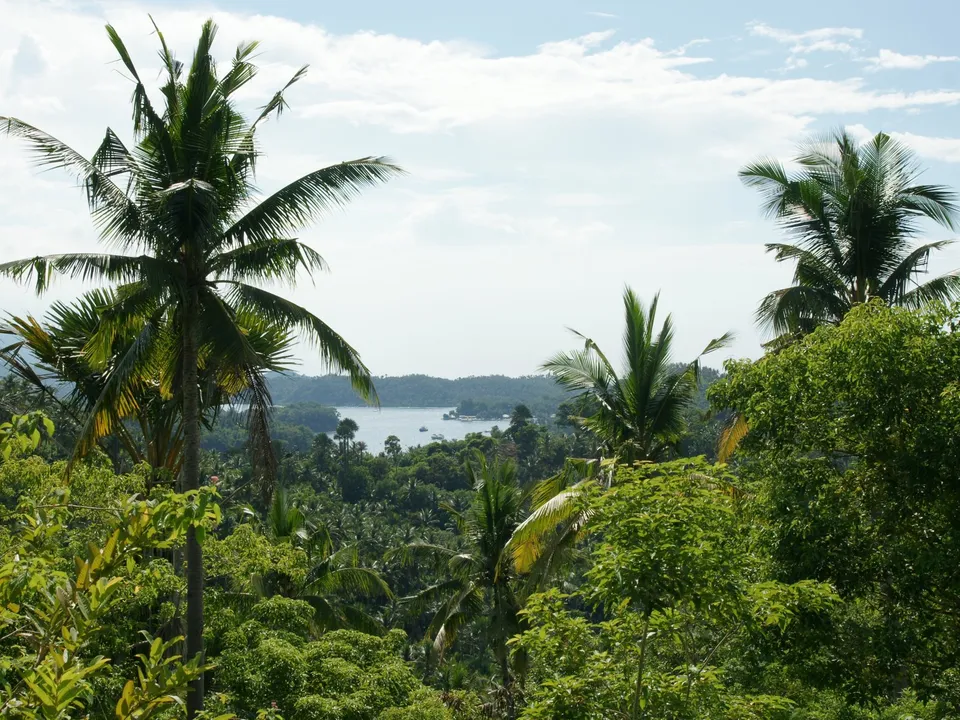 A view of a tropical bay with palm trees in the foreground and lush green vegetation.