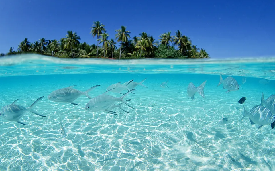 Split view of a tropical island with palm trees above and fish swimming in clear turquoise water below.