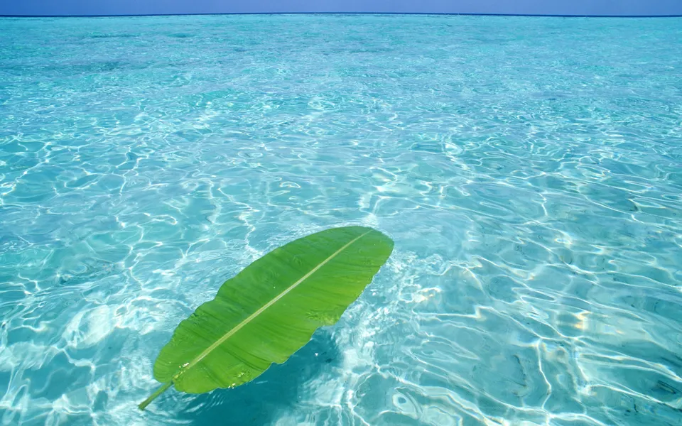 A large green leaf floats on the surface of clear turquoise ocean water.