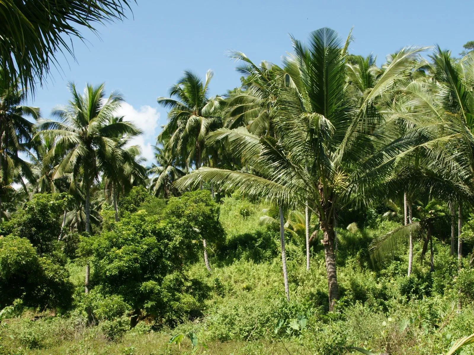 A dense grove of palm trees and lush green vegetation under a bright blue sky with scattered clouds.