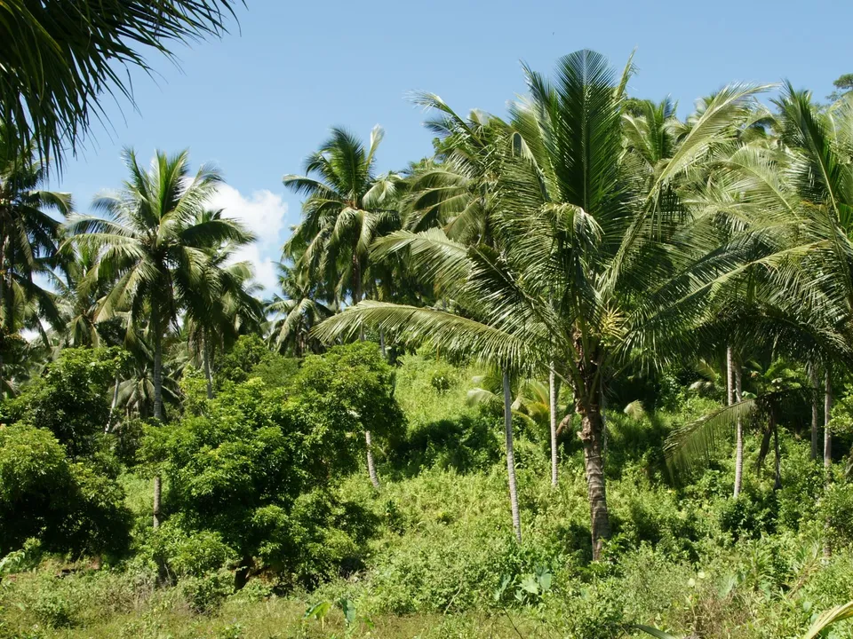 A dense grove of palm trees and lush green vegetation under a bright blue sky with scattered clouds.