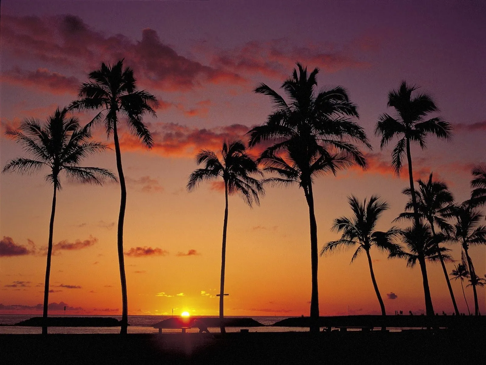 Silhouettes of palm trees against a vibrant orange and purple sunset sky over the ocean.
