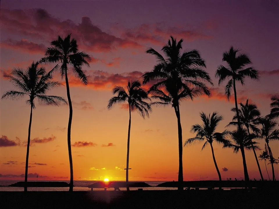 Silhouettes of palm trees against a vibrant orange and purple sunset sky over the ocean.