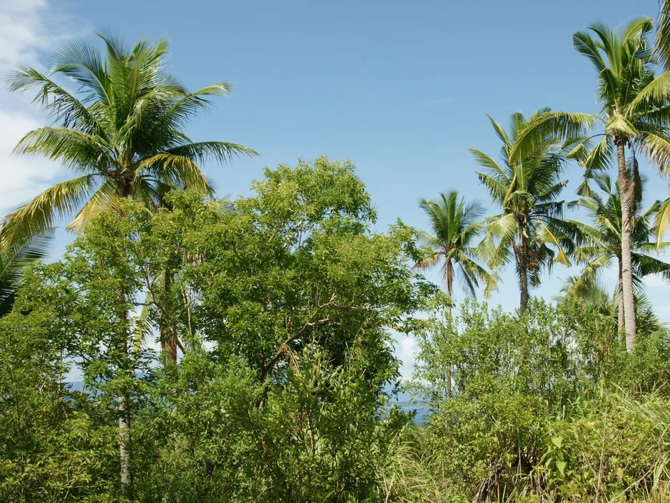 Tall coconut palm trees and dense green foliage under a bright blue sky with a few wispy clouds.