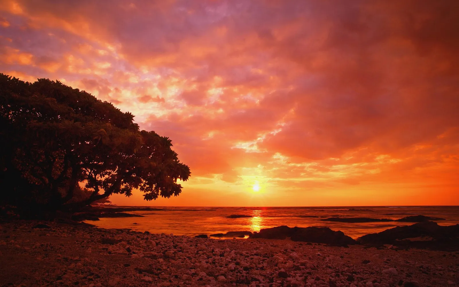 A dramatic sunset with fiery orange and pink clouds over a calm ocean, with a silhouetted tree on a rocky shore.