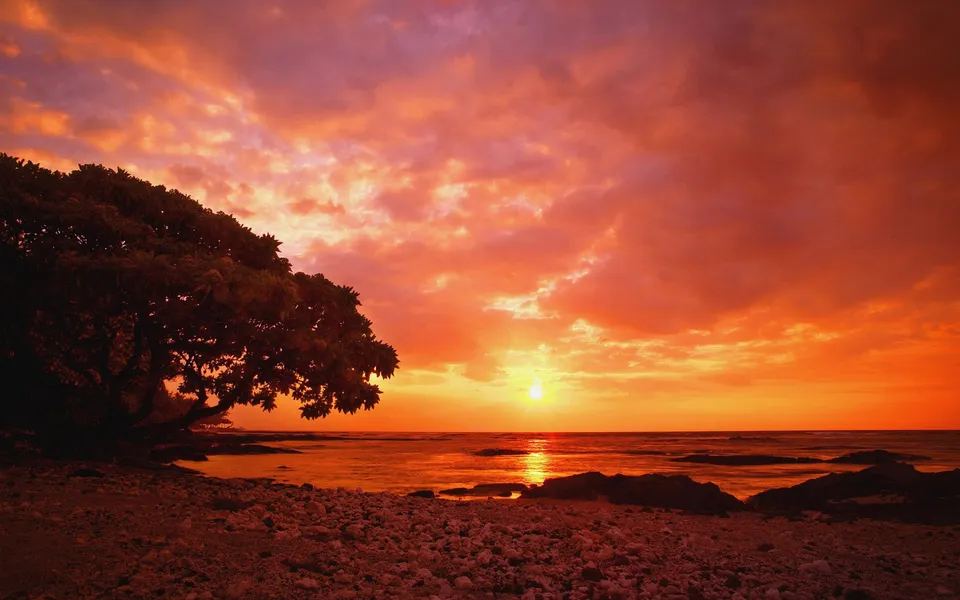 A dramatic sunset with fiery orange and pink clouds over a calm ocean, with a silhouetted tree on a rocky shore.