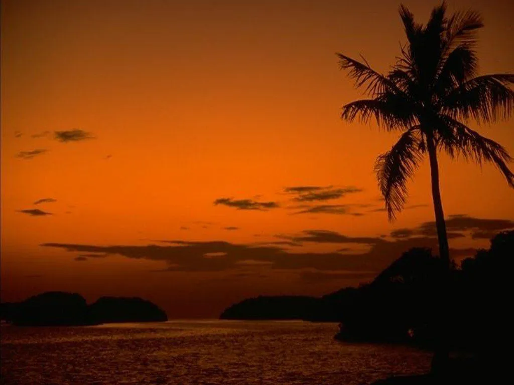 A silhouette of a palm tree stands against a vibrant orange sky during a tropical sunset over the ocean.