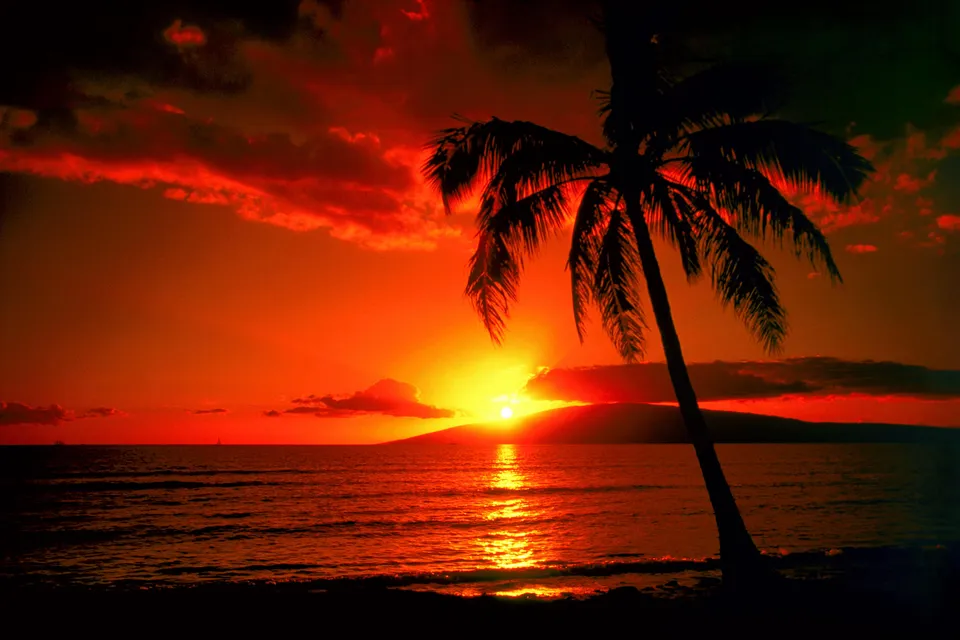A silhouetted palm tree stands against a fiery orange and red sunset over the ocean.