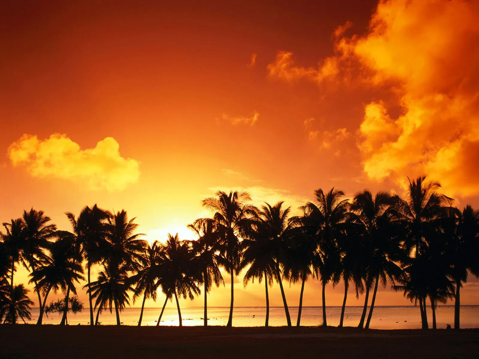 Silhouettes of palm trees against a vibrant orange and yellow sunset sky over the ocean.