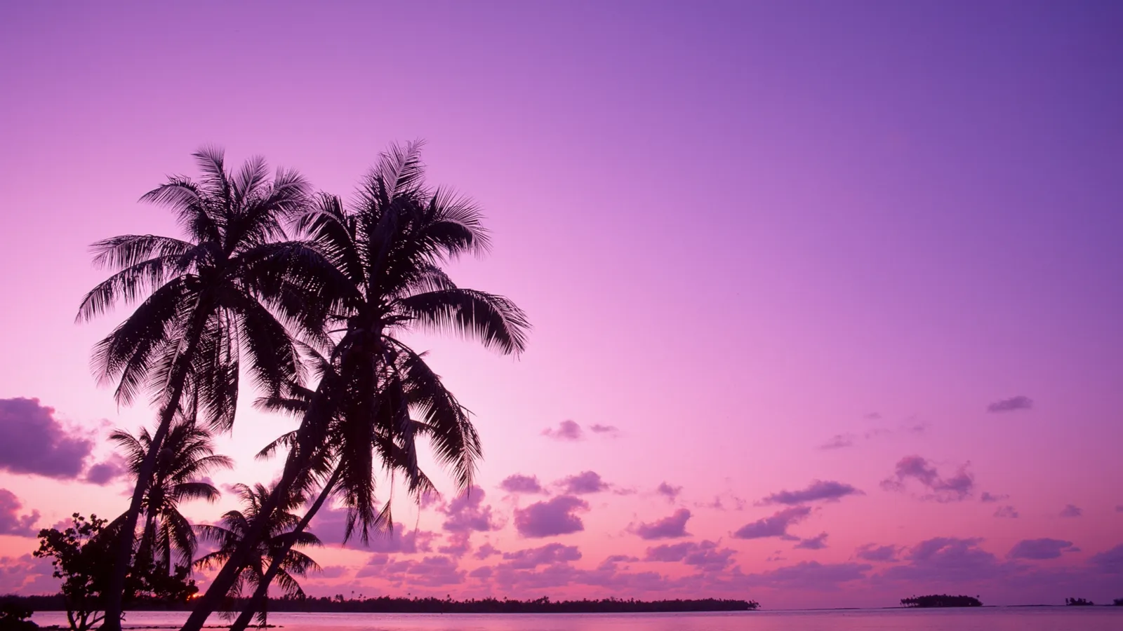 Silhouetted palm trees against a vibrant purple and pink sky at sunset over a calm ocean.