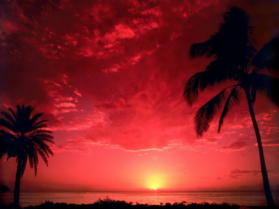 Silhouetted palm trees against a dramatic red sky during a sunset over the ocean.