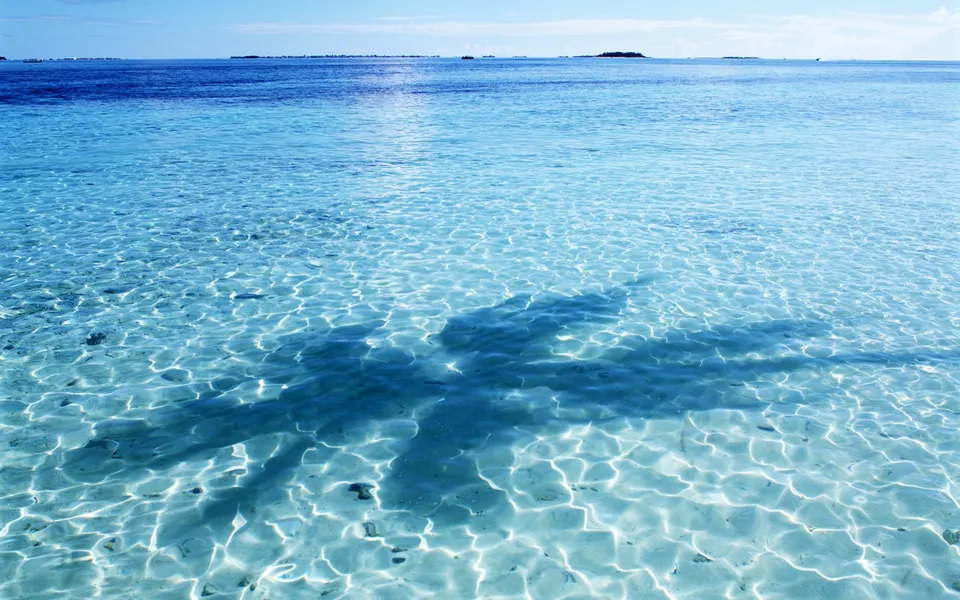 A shadow of a palm tree falls across the clear, shallow turquoise water of a tropical ocean.