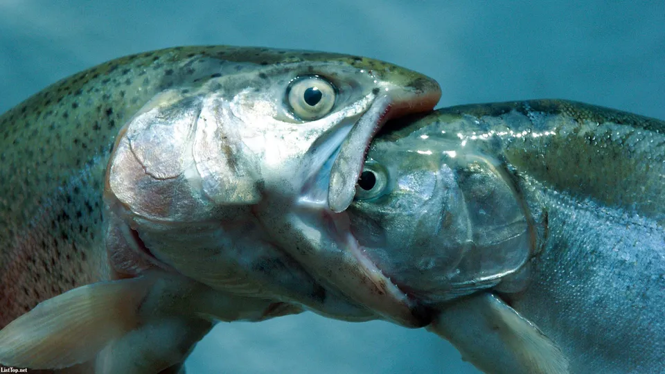 Two trout are locked in a close-up underwater fight, with one fish biting the other.