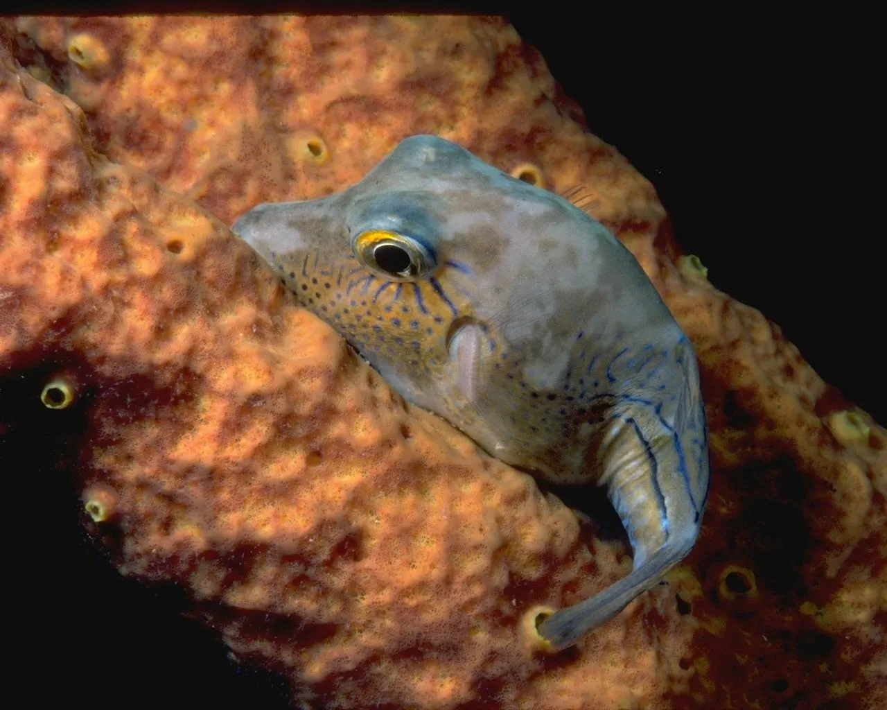 A trumpetfish with blue markings is nestled into a textured orange sponge.