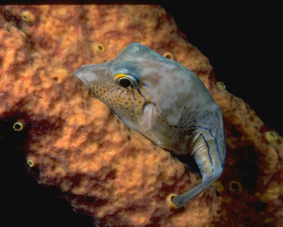A trumpetfish with blue markings is nestled into a textured orange sponge.