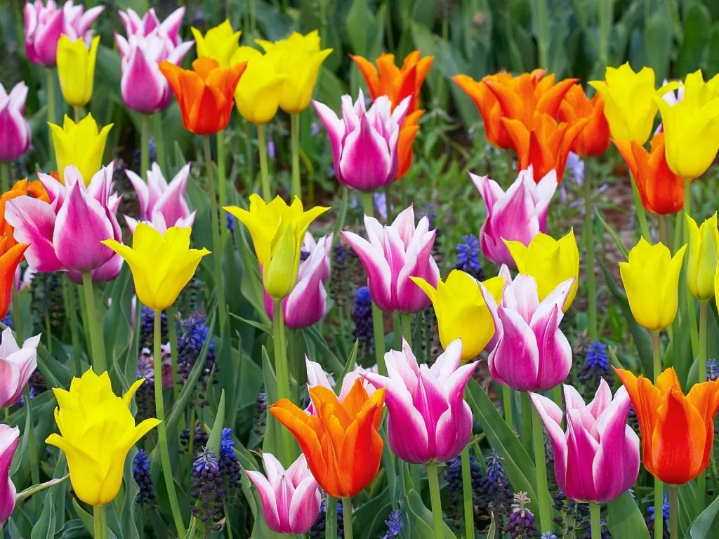 A close-up view of a field of colorful tulips in various shades of pink, yellow, and orange, with some purple flowers interspersed.
