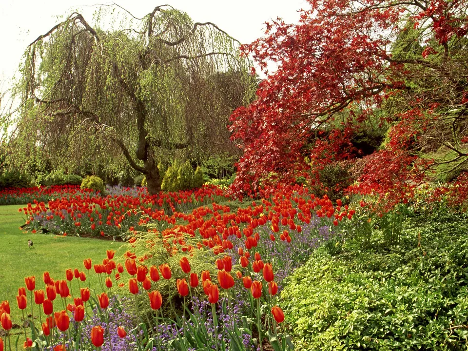 A lush garden filled with bright red tulips and purple flowers, under a weeping willow and a red-leafed tree.