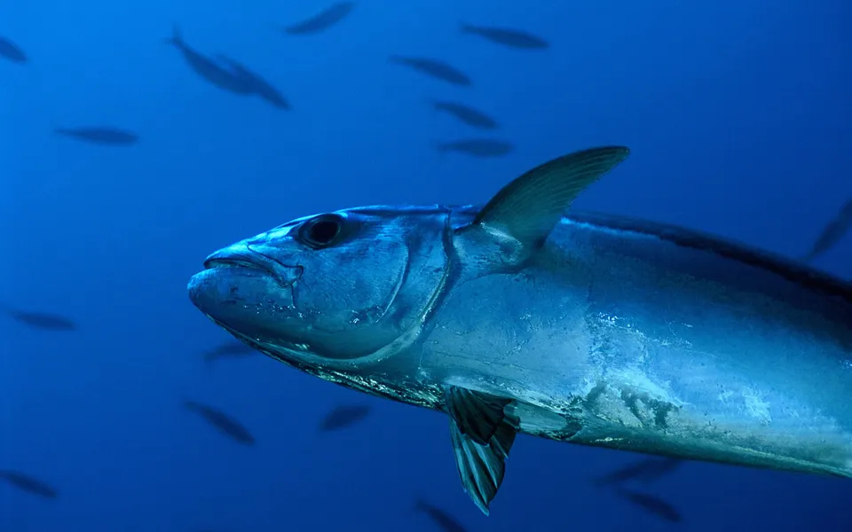 A large tuna swims in the deep blue ocean, with smaller fish visible in the background.