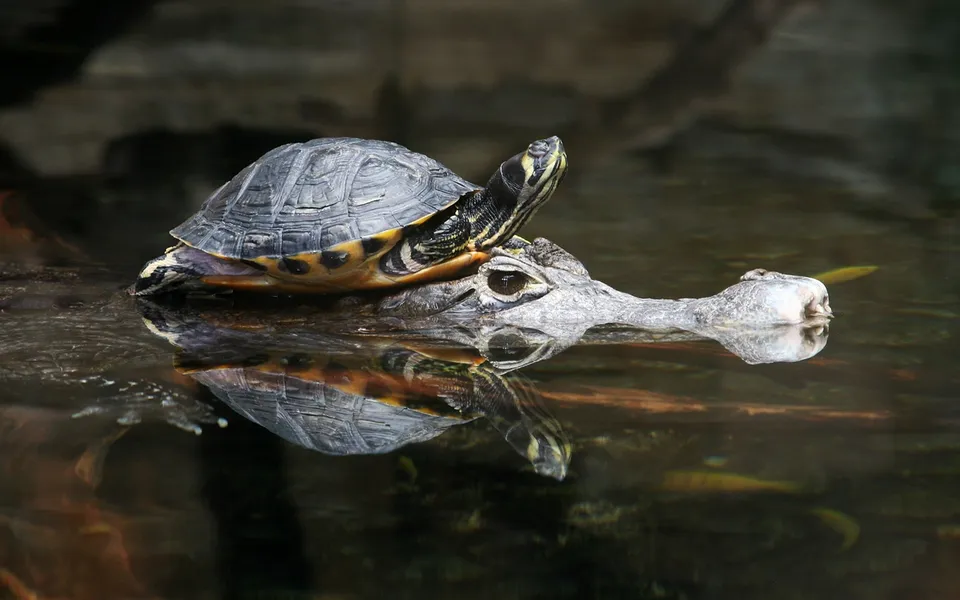 A turtle sits on the head of an alligator in dark water, with reflections visible.