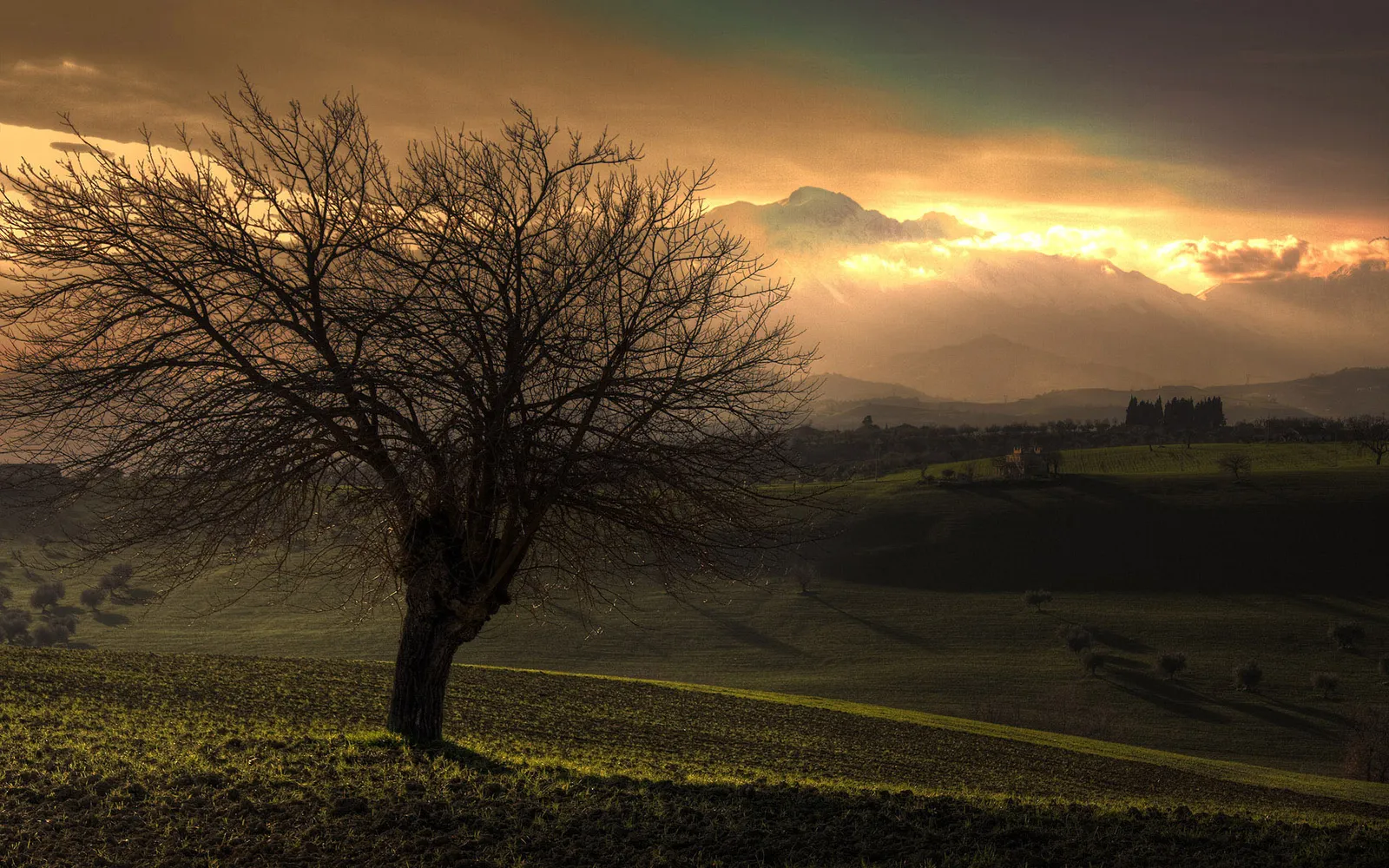 A bare tree stands in a field with rolling hills and mountains in the background during a golden sunset.