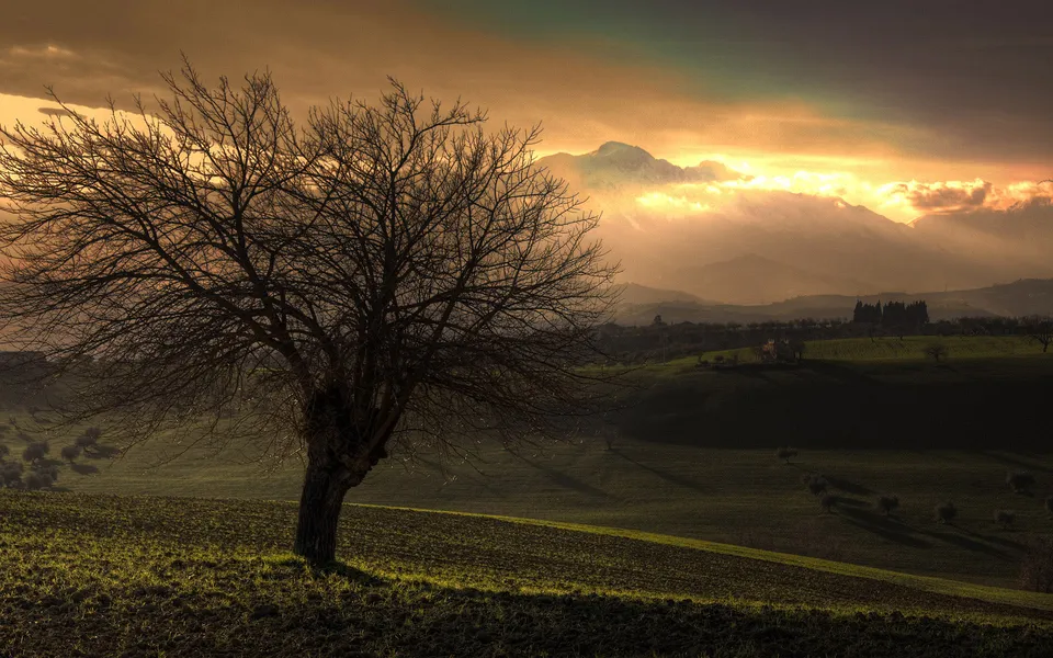 A bare tree stands in a field with rolling hills and mountains in the background during a golden sunset.
