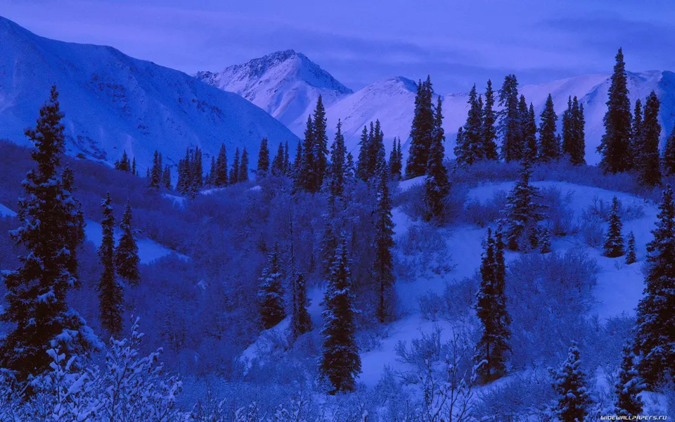 Snow-laden evergreen trees in the foreground lead to snow-capped mountains under a deep blue twilight sky.