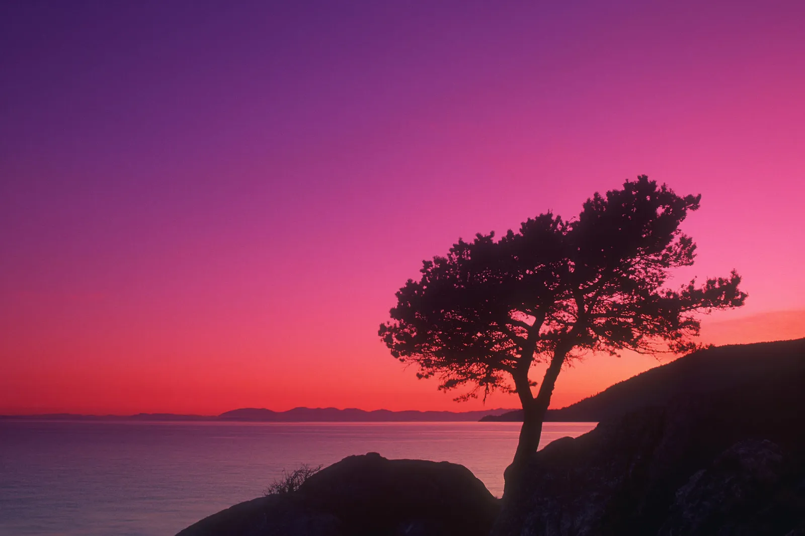 A silhouette of a tree stands on rocks overlooking the ocean during a vibrant pink and purple sunset.