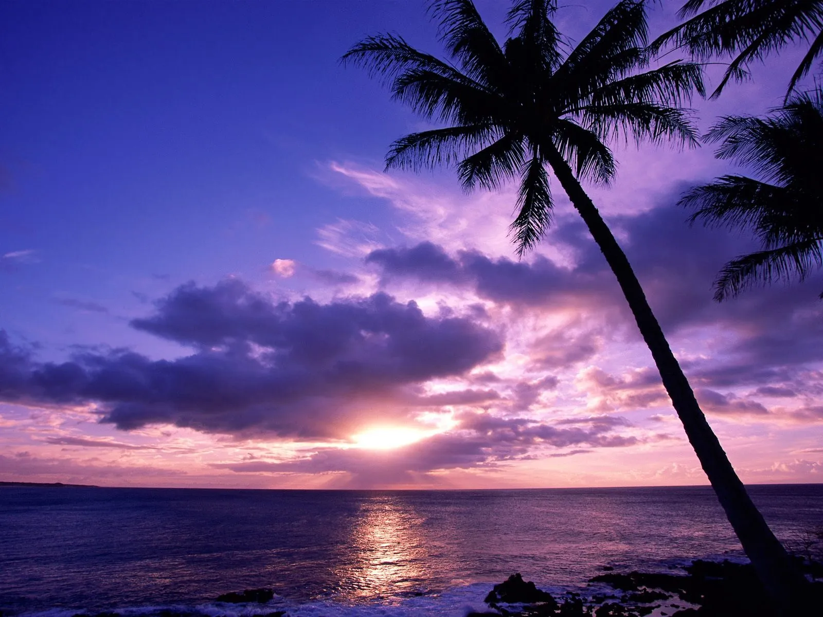 Silhouetted palm trees frame a tropical ocean at twilight with pink and purple clouds illuminated by the setting sun.