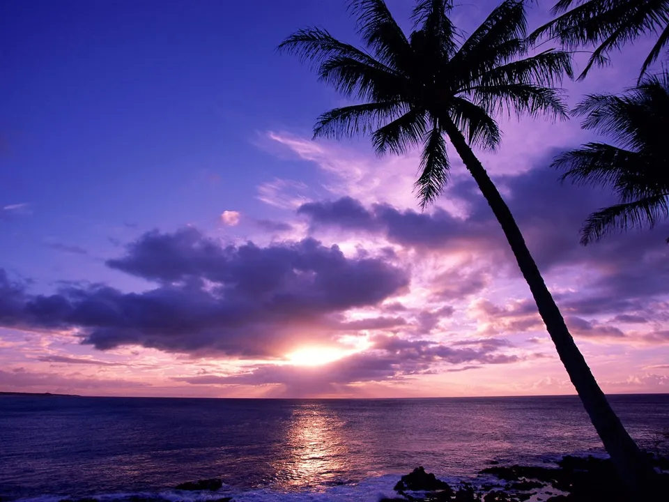 Silhouetted palm trees frame a tropical ocean at twilight with pink and purple clouds illuminated by the setting sun.