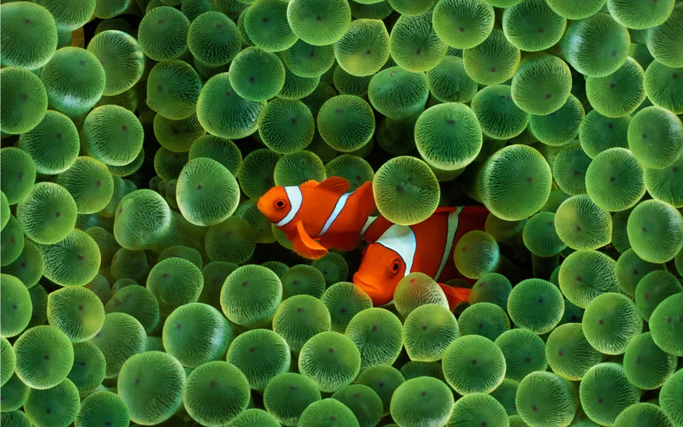Two bright orange and white clownfish are nestled within a dense cluster of green anemones.