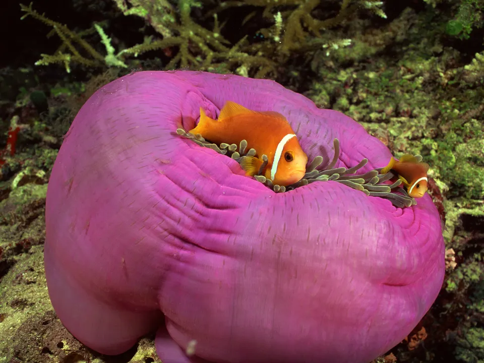 Two clownfish are nestled within a bright pink sea anemone.