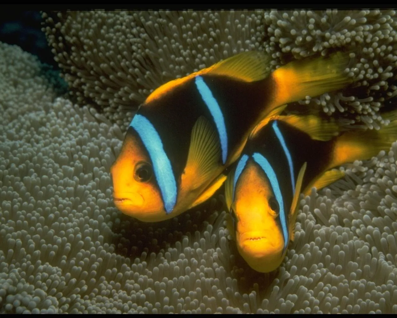 Two orange clownfish with blue stripes rest in a sea anemone.