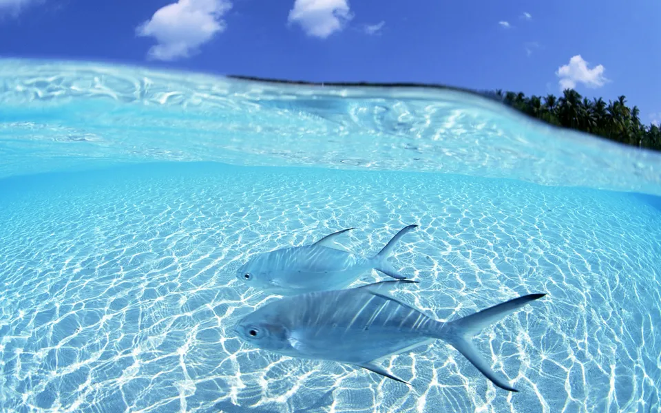 Two silver fish swim in shallow, crystal-clear tropical waters with sunlight patterns on the sandy seabed.