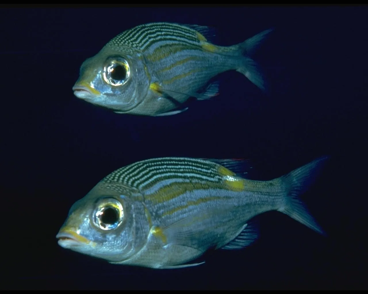 Two silver fish with yellow and dark stripes swim in dark blue water.