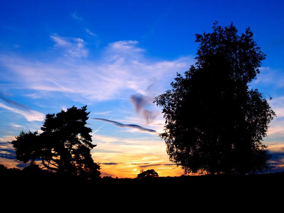 Silhouetted trees stand against a vibrant sunset sky with blue and orange hues.