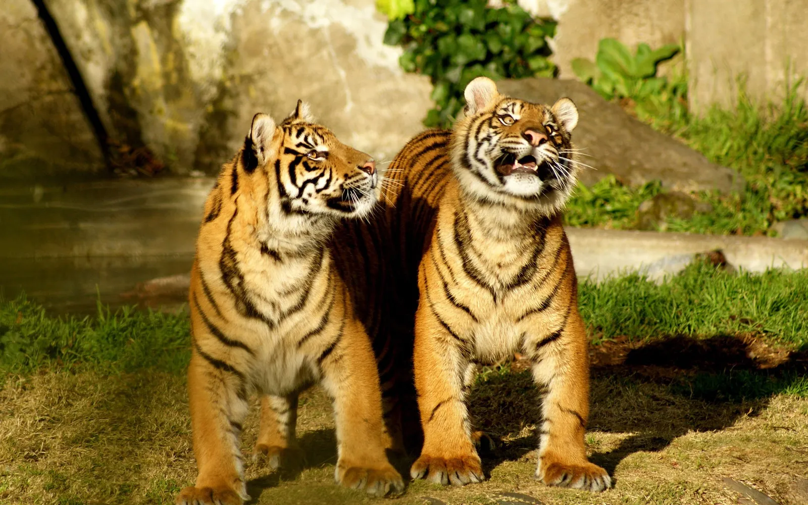 Two tigers stand side-by-side in a grassy enclosure, with one looking to the left and the other looking forward with its mouth open.