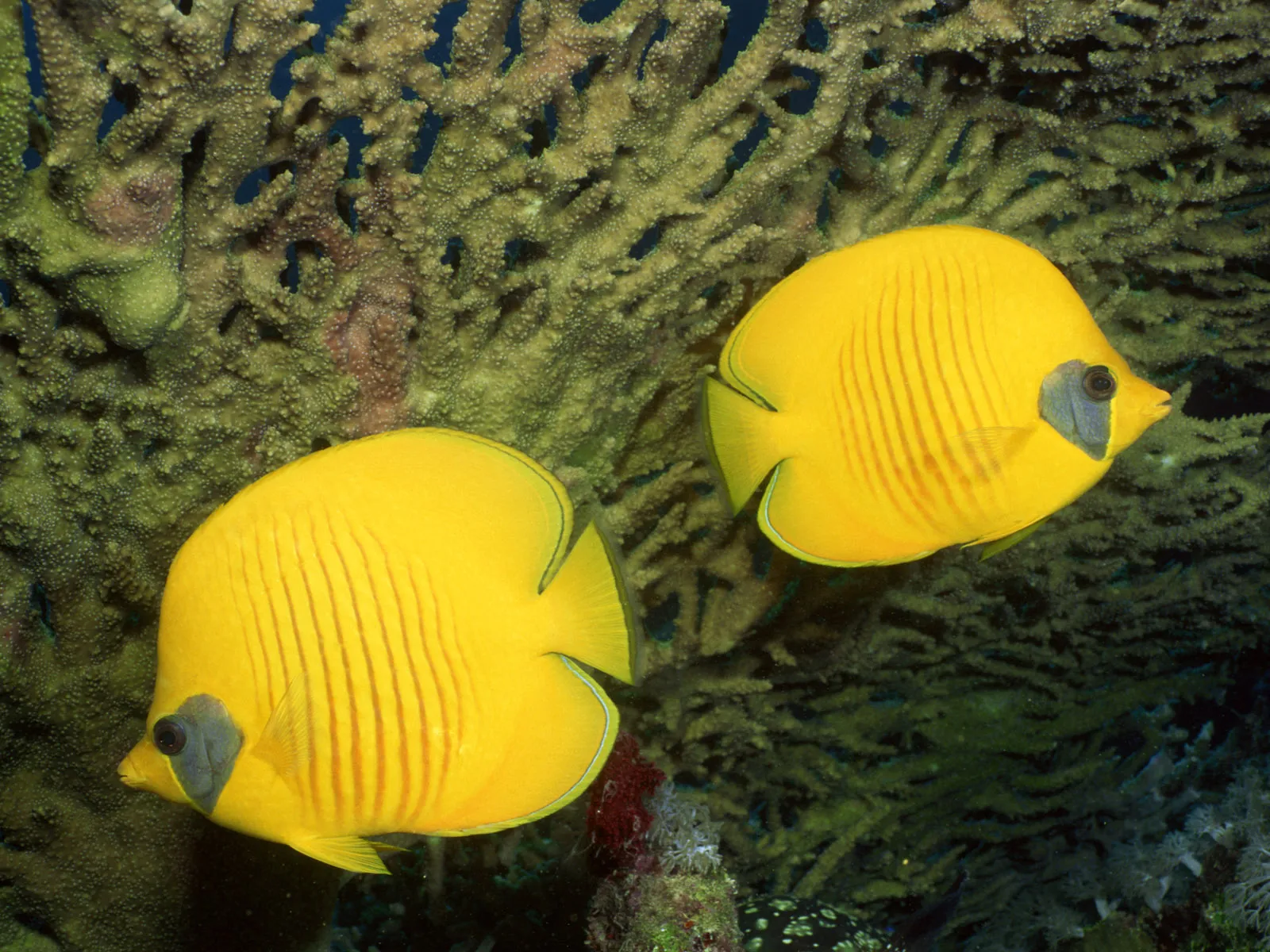 Two bright yellow butterflyfish swim near green coral in clear blue water.