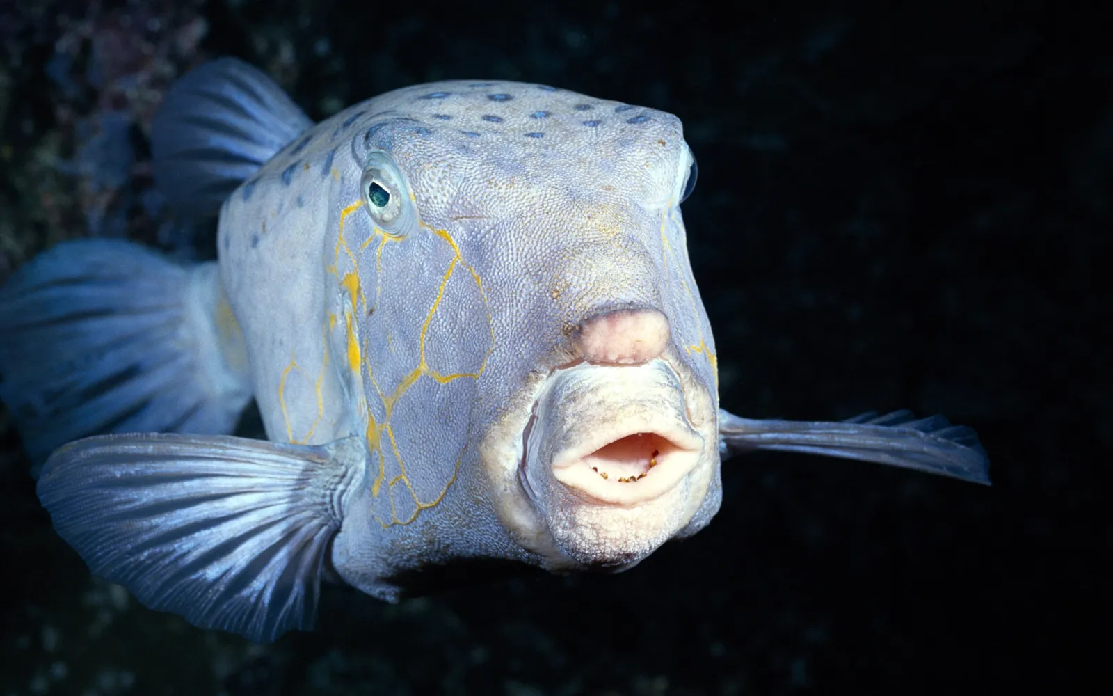 A close-up of a boxfish with a light blue body, yellow markings, and its mouth slightly open, against a dark background.